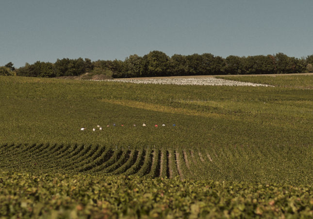 Un grand vin naît d'un bon raisin, lui-même issu d'un sol vivant et sain.